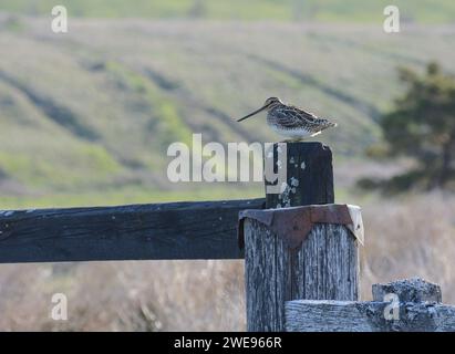 Gallinago gallinago, auf der Hoftür auf der Schafweide im Hochland, Mai. Stockfoto