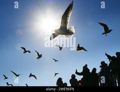 Qingdao, Chinas Provinz Shandong. Januar 2024. Touristen besuchen die Zhanqiao Brücke in Qingdao, ostchinesische Provinz Shandong, 24. Januar 2024. Quelle: Li Ziheng/Xinhua/Alamy Live News Stockfoto