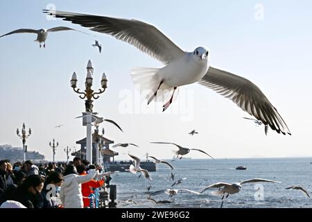 Qingdao, Chinas Provinz Shandong. Januar 2024. Touristen besuchen die Zhanqiao Brücke in Qingdao, ostchinesische Provinz Shandong, 24. Januar 2024. Quelle: Li Ziheng/Xinhua/Alamy Live News Stockfoto