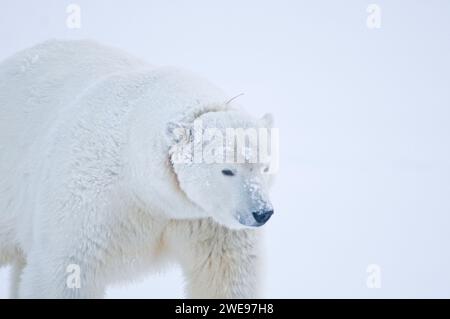 Eisbär Ursus maritimus adulte Funk-Kragen-Sau reist während des Herbstfrostes über neu gebildetes Packeis 1002 ANWR Kaktovik Barter Island AK Stockfoto