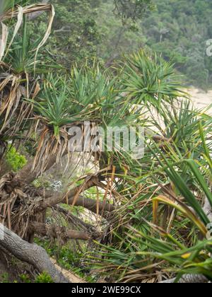 Pandanus Palmen oder Fichtenholz am Strand Stockfoto