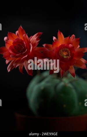 Nahaufnahme eine rote Blume von gymnocalycium baldianum Cactus Stockfoto