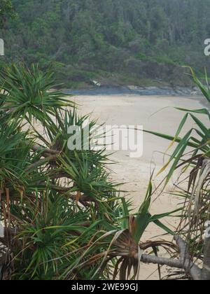 Pandanus Palmen oder Fichtenholz am Strand Stockfoto