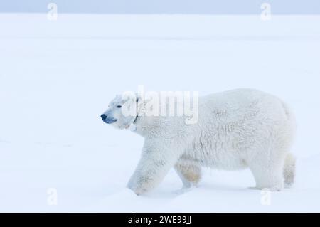 Eisbär Ursus maritimus adulte Funk-Kragen-Sau reist während des Herbstfrostes über neu gebildetes Packeis 1002 ANWR Kaktovik Barter Island AK Stockfoto