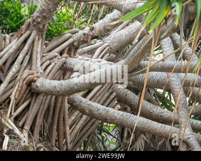 Verwirrung von Pandanus Palmen Zweigen und Wurzeln Stockfoto