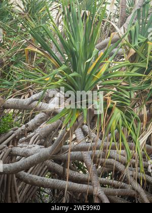 Verwirrung von Pandanus Palmen Zweigen, Wurzeln und grünen Blättern Stockfoto