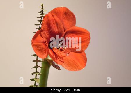 Hellrote amaryllis-Blüte aus der Nähe Stockfoto