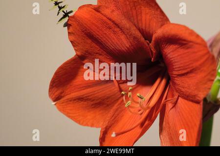 Hellrote amaryllis-Blüte aus der Nähe Stockfoto