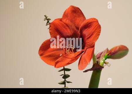 Hellrote amaryllis-Blüte aus der Nähe Stockfoto