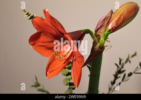 Hellrote amaryllis-Blüte aus der Nähe Stockfoto