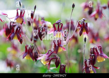 Aquilegia vulgaris ist eine in Europa heimische Art der kolumbine mit gebräuchlichen Bezeichnungen wie: Europäische kolumbine, gemeinsame kolumbine, Oma's Nightcap, Stockfoto