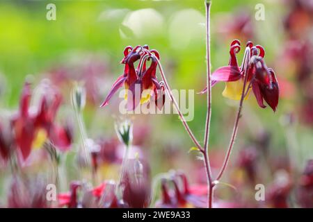 Aquilegia vulgaris ist eine in Europa heimische Art der kolumbine mit gebräuchlichen Bezeichnungen wie: Europäische kolumbine, gemeinsame kolumbine, Oma's Nightcap, Stockfoto