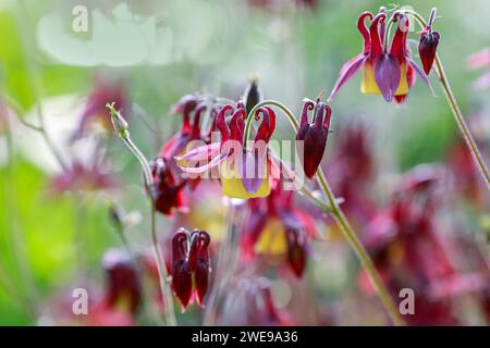 Aquilegia vulgaris ist eine in Europa heimische Art der kolumbine mit gebräuchlichen Bezeichnungen wie: Europäische kolumbine, gemeinsame kolumbine, Oma's Nightcap, Stockfoto