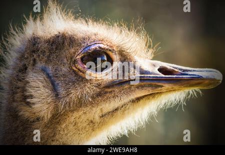 Strauß im Dartmoor Zoo, Großbritannien Stockfoto