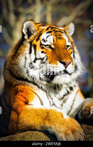 Kopfschuss eines gefährdeten Amur-Tigers. Bild aufgenommen im Dartmoor Zoo, Großbritannien. Stockfoto