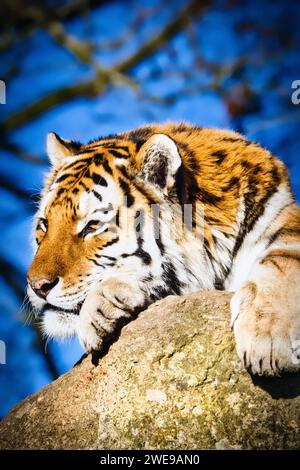 Kopfschuss eines gefährdeten Amur-Tigers. Bild aufgenommen im Dartmoor Zoo, Großbritannien. Stockfoto