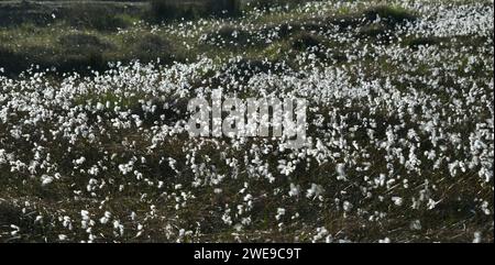 Eriophorum angustifolium, auch bekannt als gewöhnliches Baumwollgras oder gewöhnliches Baumwollsegen Stockfoto