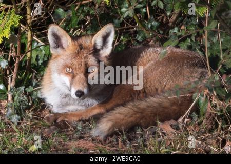 Rotfuchs, der in der Wintersonne liegt Stockfoto