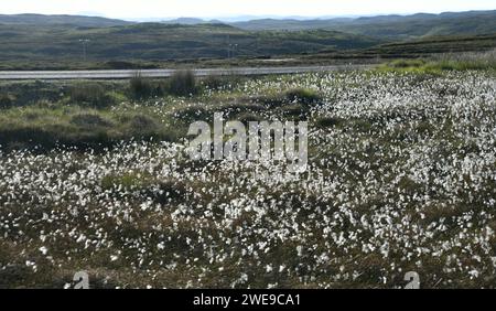 Eriophorum angustifolium, auch bekannt als gewöhnliches Baumwollgras oder gewöhnliches Baumwollsegen Stockfoto