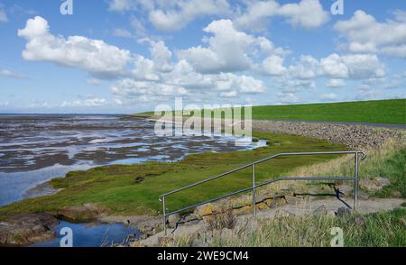 Salzwiesen und Schafe in Stufhusen auf der Halbinsel Eiderstedt, Nordsee, Nordfriesland, Deutschland Stockfoto