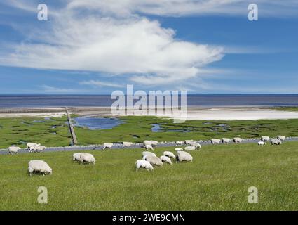 Salzwiesen und Schafe in Stufhusen auf der Halbinsel Eiderstedt, Nordsee, Nordfriesland, Deutschland Stockfoto