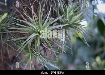 Luftpflanze mit wissenschaftlichem Namen Tillandsia, isoliert auf hölzernem Hintergrund. Stockfoto