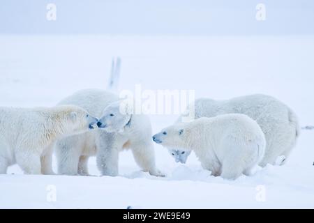 Eisbären Ursus maritimus Gruppe adulter Sauen mit Funkkragen und Jungtiere, die sich auf dem neu gebildeten Packeisfall treffen, frieren 1002 ANWR Kaktovik Alaska ein Stockfoto