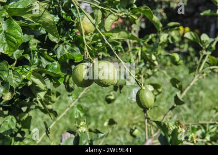 Frische grüne Zitronenlime auf Baum in Bio-Garten Stockfoto