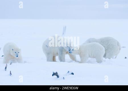 Eisbären Ursus maritimus Gruppe adulter Sauen mit Funkkragen und Jungtiere, die sich auf dem neu gebildeten Packeisfall treffen, frieren 1002 ANWR Kaktovik Alaska ein Stockfoto