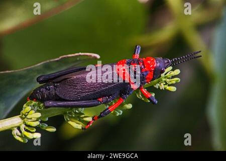 Koppie Foam Grasshopper (Dictyophorus spumans) 15305 Stockfoto