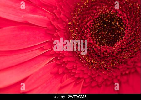Nahaufnahme des Zentrums einer Gerbera Gänseblümchenblume. Stockfoto
