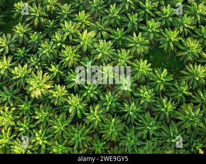 Blick von oben, atemberaubender Blick auf eine Palmölplantage aus der Vogelperspektive. Wunderschöner natürlicher Hintergrund, Krabi, Thailand. Stockfoto