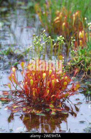 Großer Sonnentau (Drosera anglica), der in einem Moor im Beinn Eighe National Nature Reserve, Wester Ross, Schottland, wächst, Juli 2001 Stockfoto