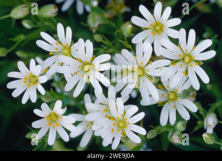 Greater Stitchwort (Stellaria holostea) blüht am Fuß der Hecke, die an das Ackerfeld grenzt, Berwickshire, Scottish Borders, Schottland, Mai 1988 Stockfoto