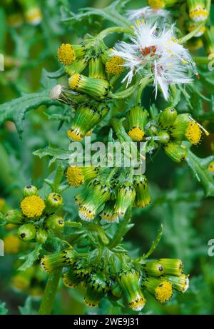 Groundsel (Senecio vulgaris) blühende Pflanze zeigt auch erste Samenkopföffnung, Berwickshire, Schottland, Juni 1998. Stockfoto