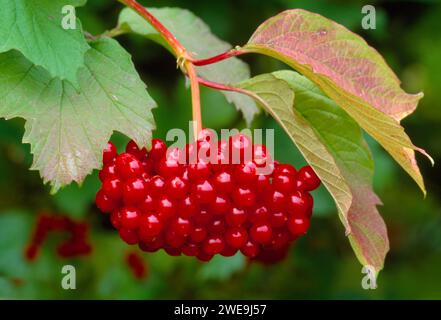 Guelder Rose (Viburnum opulus) Beeren im Herbst, Queen Elizabeth Forest Park, Perthshire, Schottland, Oktober 1998 Stockfoto