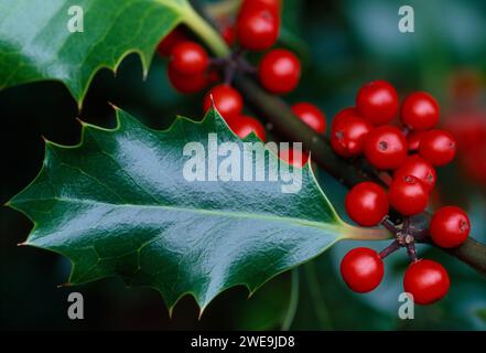 Holly (Ilex aquifolium), mit Reifen Beeren, Berwickshire, Schottland, Dezember Stockfoto