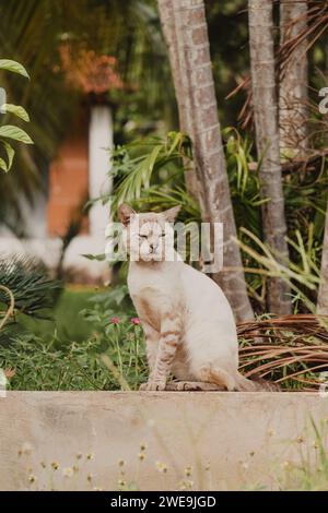 Katzenprofil auf dem Zaun Stockfoto