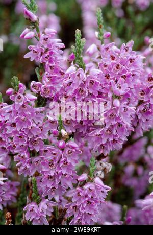 Ling Heather (Calluna vulgaris) in Flower, Glen Tanar National Nature Reserve, Deeside, Schottland, August 1997 Stockfoto