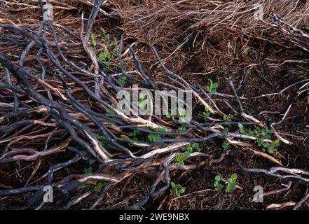 Ling Heather (Calluna vulgaris) verkohlte Stämme der Reifen Pflanze nach kontrollierter Verbrennung auf einem bewirtschafteten Moor mit frischen regenerierenden Trieben. Stockfoto