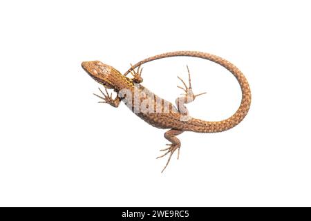 Eidechse (Lacerta agilis), Freisteller, Zauneidechse, Stockfoto