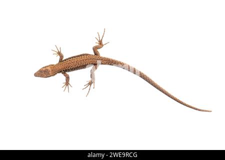 Eidechse (Lacerta agilis), Freisteller, Zauneidechse, Stockfoto