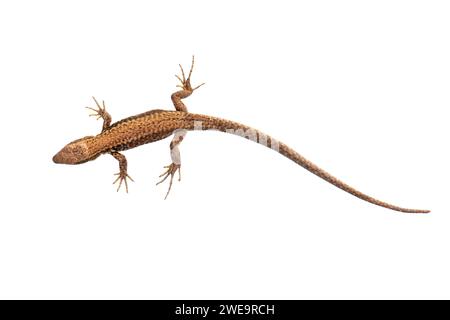 Eidechse (Lacerta agilis), Freisteller, Zauneidechse, Stockfoto