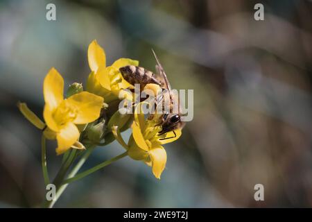 09.09.2023, Berlin, DE - Honigbiene mit Pollenhoeschen saugt Nektar aus einer gelben Bluete. APIs, APIs mellifera, Arbeitsbiene, aufgeblueht, aussen, Aussenaufnahme, Berlin, bestaeuben, Bestaeuber, Bestaeubung, Biene, Bienenkunde, Biologie, Bluehen, Bluehend, Bluete, Blaupflanze, Blaustand, Blume, Botanik, botanisch, deutsch, Deutschland, Europa, europaeisch, Fauna, Flora, Fluginsekt, Gewaechs, Gliederfuesser, Hautfluegler, Honigbiene, Insekt, Jahreszeit, Makro, Makroaufnahme, nah, Nahaufnahme, Nahrungsaufnahme, Natur, Nektar sammeln, niemand, Pflanze, Pflanzenwelt, Pollen, Pollenhoesch Stockfoto