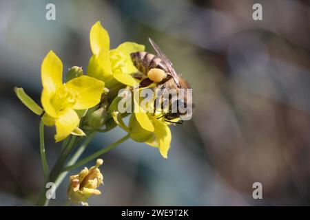 09.09.2023, Berlin, DE - Honigbiene mit Pollenhoeschen saugt Nektar aus einer gelben Bluete. APIs, APIs mellifera, Arbeitsbiene, aufgeblueht, aussen, Aussenaufnahme, Berlin, bestaeuben, Bestaeuber, Bestaeubung, Biene, Bienenkunde, Biologie, Bluehen, Bluehend, Bluete, Blaupflanze, Blaustand, Blume, Botanik, botanisch, deutsch, Deutschland, Europa, europaeisch, Fauna, Flora, Fluginsekt, Gewaechs, Gliederfuesser, Hautfluegler, Honigbiene, Insekt, Jahreszeit, Makro, Makroaufnahme, nah, Nahaufnahme, Nahrungsaufnahme, Natur, Nektar sammeln, niemand, Pflanze, Pflanzenwelt, Pollen, Pollenhoesch Stockfoto