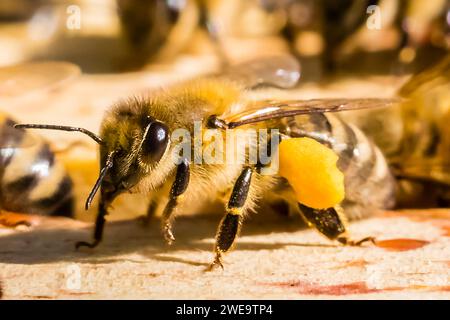 Honigbien, (Apis), Bienenstock, Stockfoto