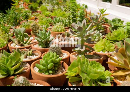 Viele kleine grüne Sukkulenten wachsen in Töpfen im Pflanzengarten. Keine Leute erschossen. Nahaufnahme des Sonnenlichts. Hauspflanzen und Gartenkonzept Stockfoto
