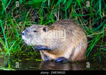Deutschland, Spreewald, Biber, Sumpfbiber, Nutria, Schweifbiber, Schweifratte, Biberratte, Coypu, (Myocastor coypus), Stockfoto
