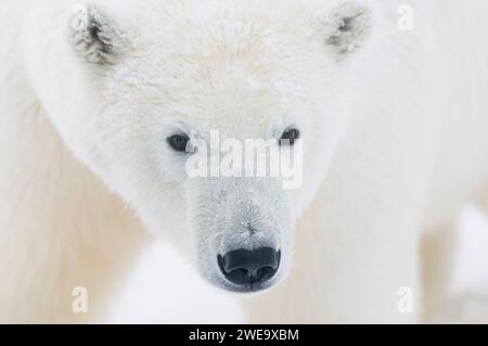 Eisbär Ursus maritimus ausgewachsene Sau Gesichts Schuss auf neu gebildetem Packeis während des Herbstfrostes 1002 ANWR Kaktovik Barter Island Alaska Stockfoto