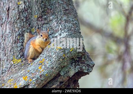 Kaukasisches Eichhörnchen (Sciurus anomalus), Stockfoto